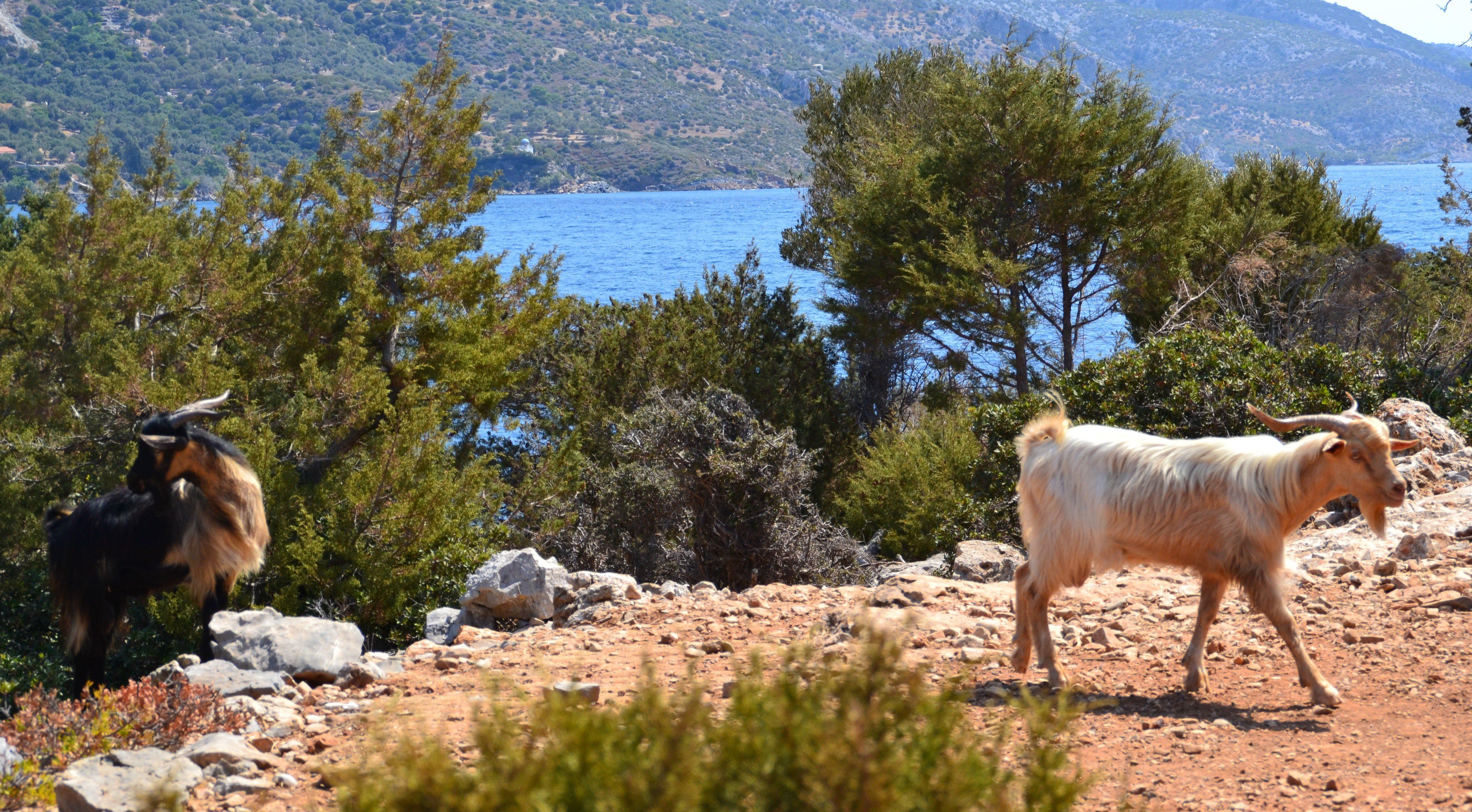 SAMOS ISLAND